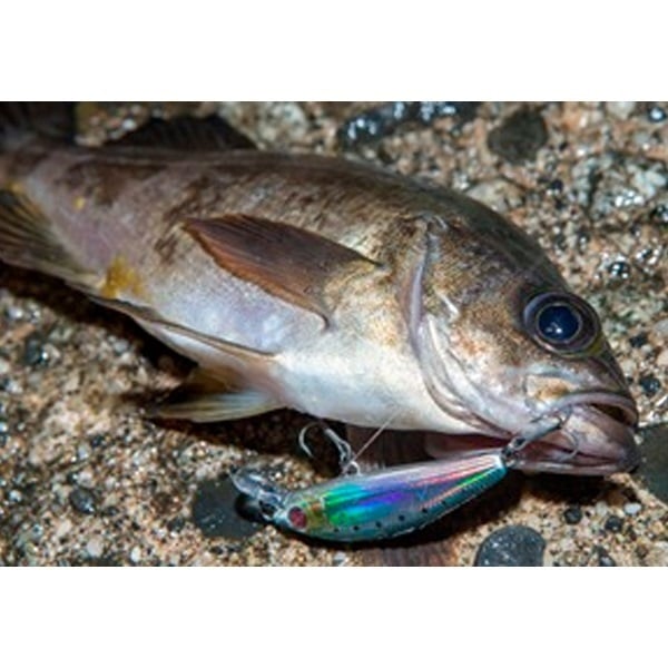 月下美人 夜霧Z 42F-DR